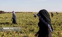 نقش حیاتی تولید نشا در کشاورزی مدرن زنجان